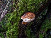 Baumschwamm auf bemoostem Baumstumpf